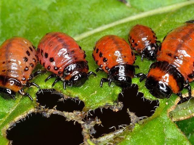 Colorado Potato Beetle Insect: Description, Damages Caused, Control and Preventive Measures