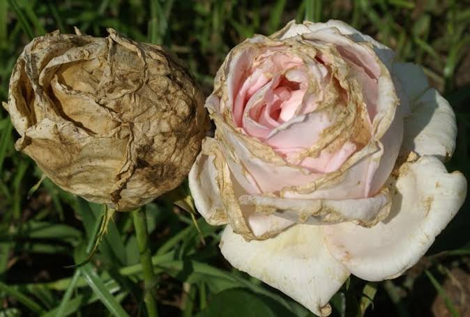 Botrytis Blight: Description, Damages Caused, Control and Preventive Measures