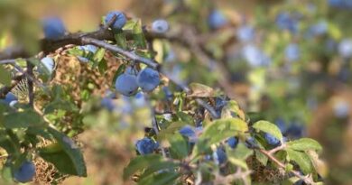 Sloes: History, Nutrition, Health Benefits and Growing Guide