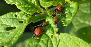 Colorado Potato Beetle Insect: Description, Damages Caused, Control and Preventive Measures