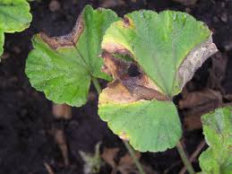 Botrytis Blight: Description, Damages Caused, Control and Preventive Measures Botrytis Blight: Description, Damages Caused, Control and Preventive Measures