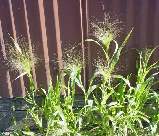 How to Grow, Use and Care for Witchgrass (Panicum capillare)