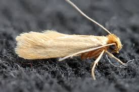 Moths: Description, Damages Caused, Control and Preventive Measures