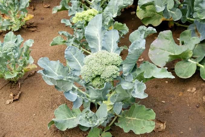 How to Grow Broccoli How to Grow Broccoli