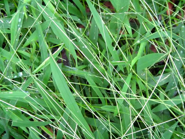 How to Grow, Use and Care for Whitegrass (Leersia virginica)