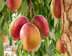 Mangoes: History, Nutrition, Health Benefits and Growing Guide 