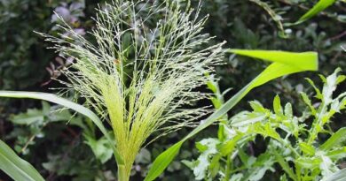 How to Grow, Use and Care for Witchgrass (Panicum capillare)