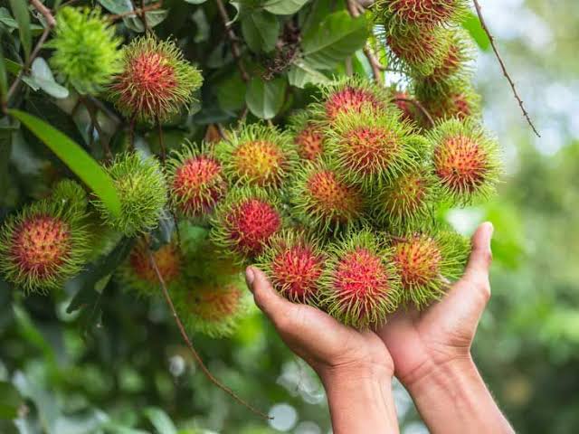 Rambutans: History, Nutrition, Health Benefits and Growing Guide 