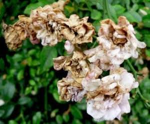Botrytis Blight: Description, Damages Caused, Control and Preventive Measures Botrytis Blight: Description, Damages Caused, Control and Preventive Measures