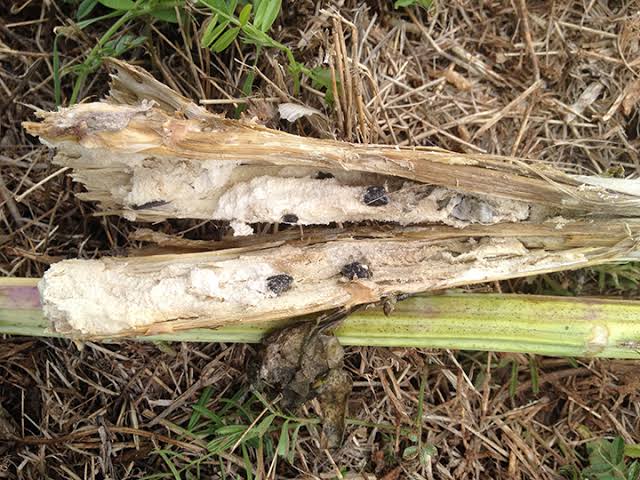 Sclerotinia Stem Rot: Description, Damages Caused, Control and Preventive Measures Sclerotinia Stem Rot: Description, Damages Caused, Control and Preventive Measures