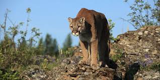 Mountain Lions (cougars): Description, Damages Caused, Control and Preventive Measures Mountain Lions (cougars): Description, Damages Caused, Control and Preventive Measures