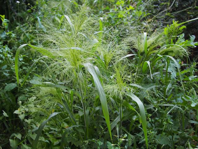 How to Grow, Use and Care for Witchgrass (Panicum capillare)