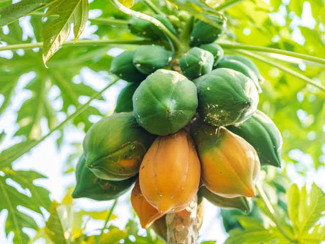 Papayas: History, Nutrition, Health Benefits and Growing Guide Papayas: History, Nutrition, Health Benefits and Growing Guide