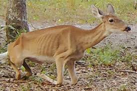 Chronic Wasting Disease: Description, Damages Caused, Control and Preventive Measures