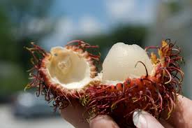 Rambutans: History, Nutrition, Health Benefits and Growing Guide 