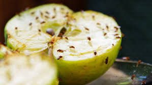 Fruit Flies: Description, Damages Caused, Control and Preventive Measures