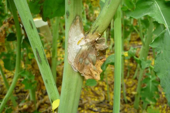 Sclerotinia Stem Rot: Description, Damages Caused, Control and Preventive Measures Sclerotinia Stem Rot: Description, Damages Caused, Control and Preventive Measures
