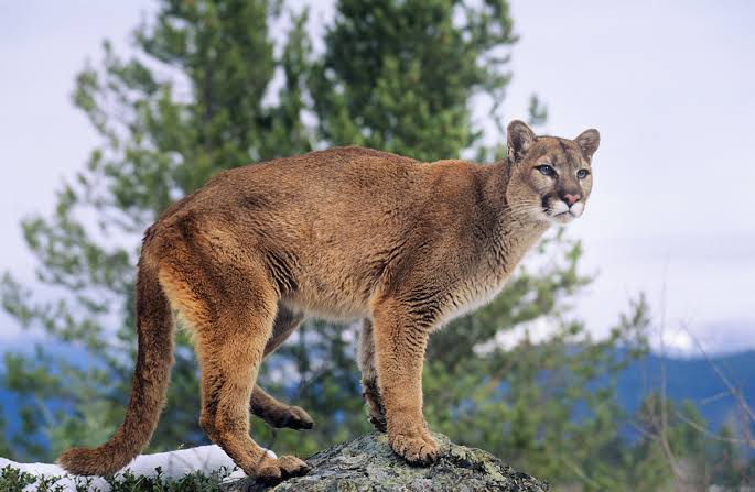 Mountain Lions (cougars): Description, Damages Caused, Control and Preventive Measures Mountain Lions (cougars): Description, Damages Caused, Control and Preventive Measures