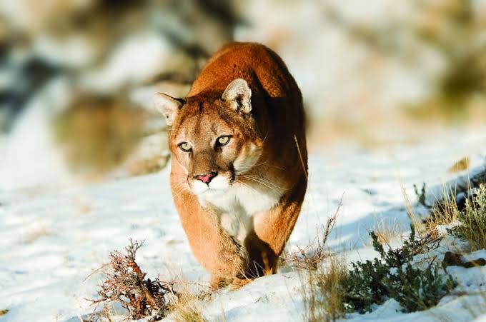 Mountain Lions (cougars): Description, Damages Caused, Control and Preventive Measures Mountain Lions (cougars): Description, Damages Caused, Control and Preventive Measures