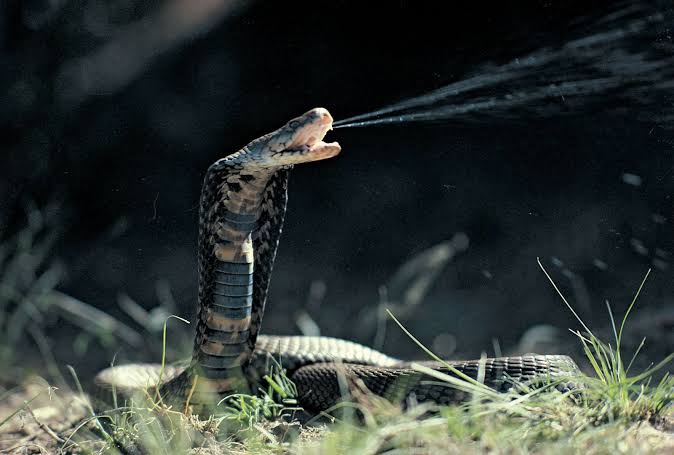 Snakes (venomous snakes): Description, Damages Caused, Control and Preventive Measures