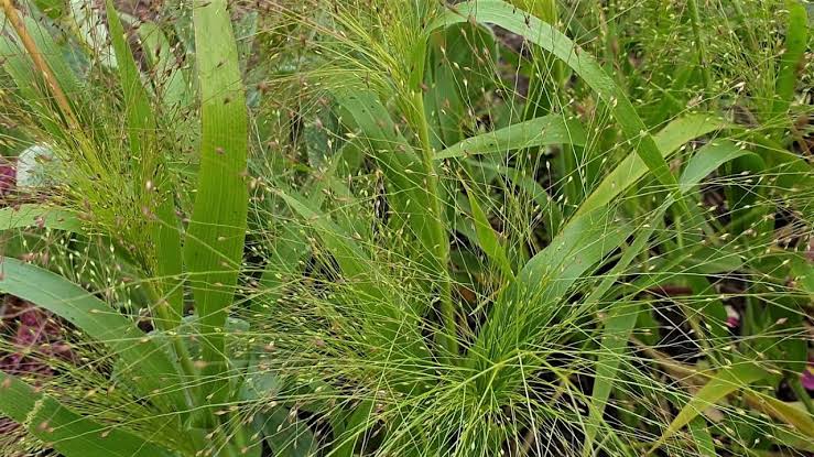 Guide on How to Care for and Grow Witchgrass (Panicum capillare ssp. Capillare)