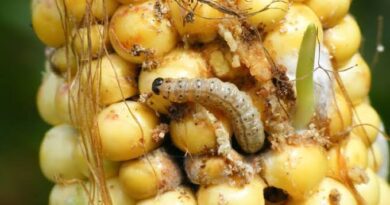 European Corn Borer: Description, Damages Caused, Control and Preventive Measures