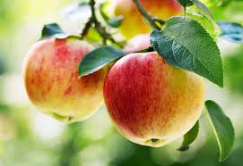 Apples: History, Nutrition, Health Benefits and Growing Guide Apples: History, Nutrition, Health Benefits and Growing Guide