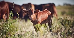 Bovine Viral Diarrhea (BVD): Description, Damages Caused, Control and Preventive Measures