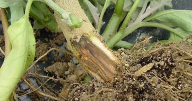 Phytophthora Root Rot: Description, Damages Caused, Control and Preventive Measures