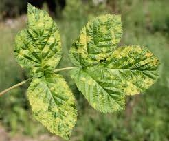 Ringspot Viruses: Description, Damages Caused, Control and Preventive Measures