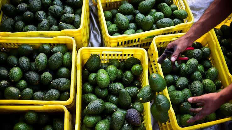 Where do Avocados come From? The Origin and History