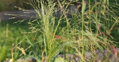 Complete Guide on How to Grow Witchgrass (Panicum capillare ssp. Hillmanii)