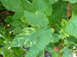 Ringspot Viruses: Description, Damages Caused, Control and Preventive Measures