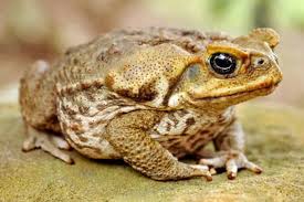 Invasive Species: Description, Damages Caused, Control and Preventive Measures Invasive Species: Description, Damages Caused, Control and Preventive Measures