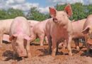 Hog Cholera (classical swine fever): Description, Damages Caused, Control and Preventive Measures