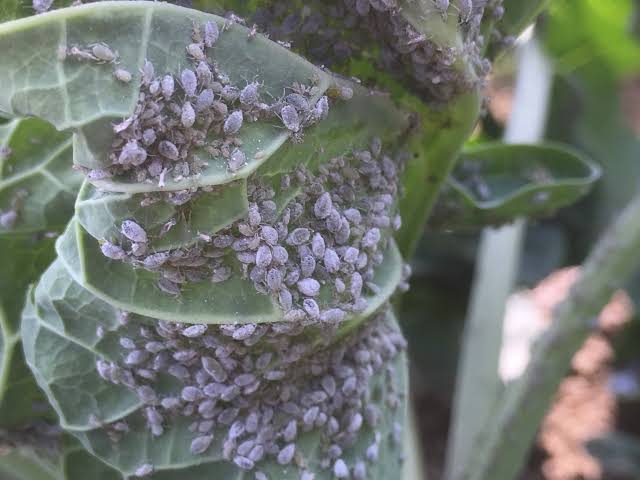 Cabbage Aphid: Description, Damages Caused, Control and Preventive Measures