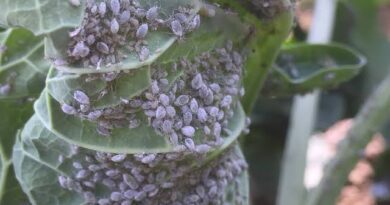 Cabbage Aphid: Description, Damages Caused, Control and Preventive Measures