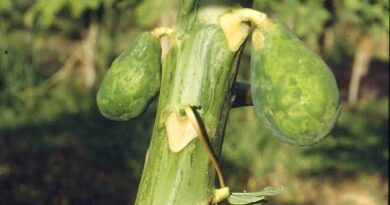 Ringspot Viruses: Description, Damages Caused, Control and Preventive Measures