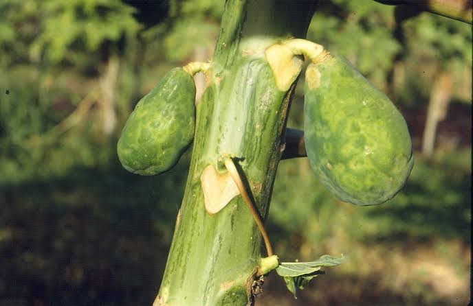 Ringspot Viruses: Description, Damages Caused, Control and Preventive Measures