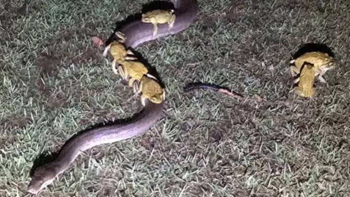 Invasive Species: Description, Damages Caused, Control and Preventive Measures Invasive Species: Description, Damages Caused, Control and Preventive Measures