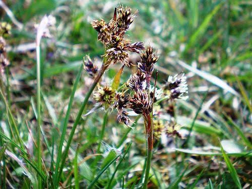 How to Grow, Use and Care for Woodrush Grass (Luzula spp.)