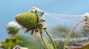 Spider Mites: Description, Damages Caused, Control and Preventive Measures