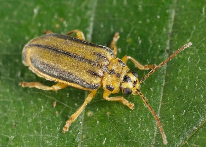 Elm Leaf Beetle: Description, Damages Caused, Control and Preventive Measures