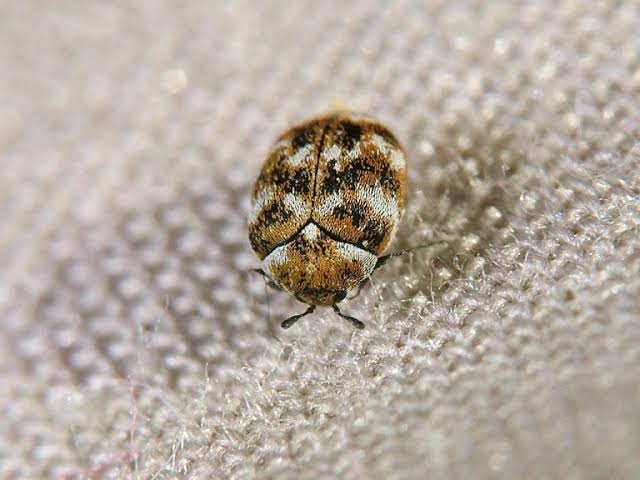 Carpet Beetles: Description, Damages Caused, Control and Preventive Measures Carpet Beetles: Description, Damages Caused, Control and Preventive Measures