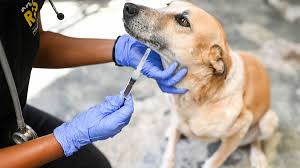 Rabies: Description, Damages Caused, Control and Preventive Measures