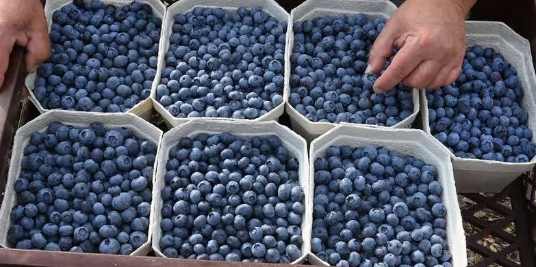 Where to Buy Blueberries