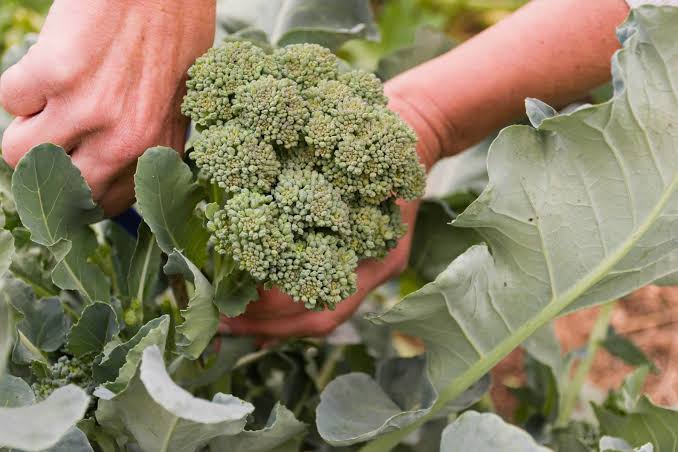 How to Grow Broccoli How to Grow Broccoli