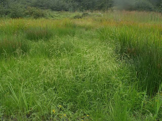 How to Grow, Use and Care for Whitegrass (Leersia virginica ...