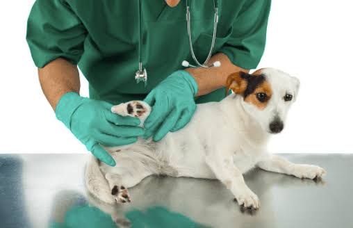 Flea-borne Diseases: Description, Damages Caused, Control and Preventive Measures