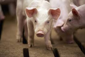 African Swine Fever: Description, Damages Caused, Control and Preventive Measures